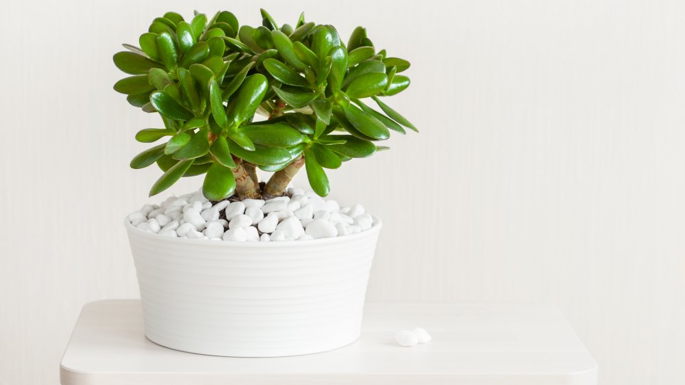 Jade plant