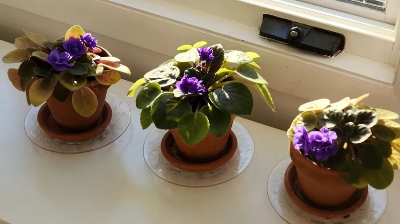 Three potted African Violets on a window seal