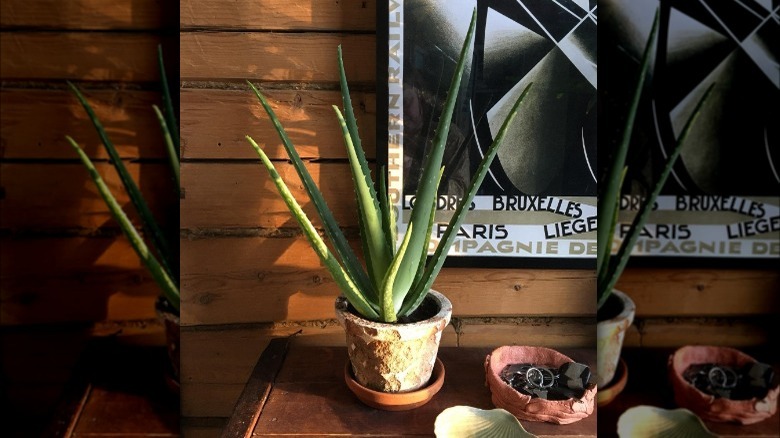 Aloe Vera plant on desk