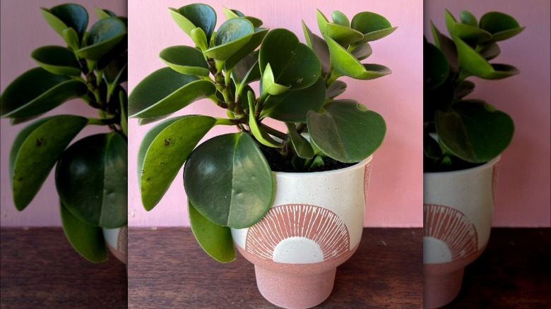 Baby Rubber plant against pink wall