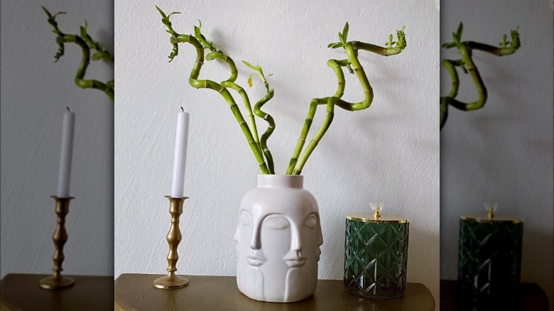 Bamboo potted between two candles