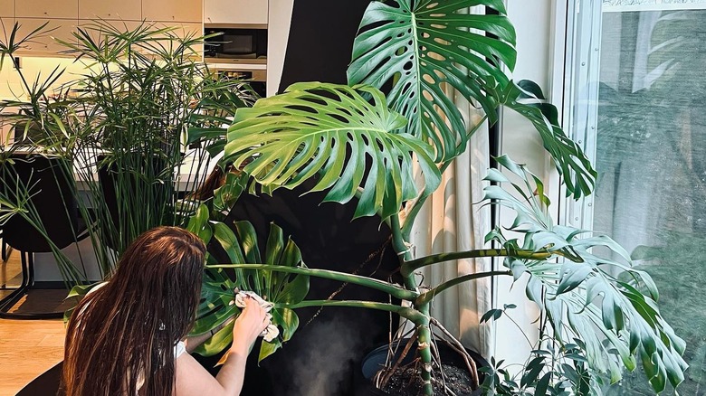 Woman caring for monstera plant