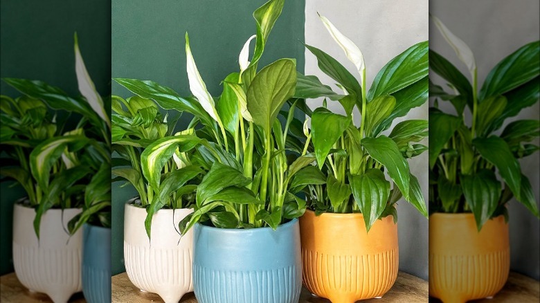 Three indoor peace lilies in colorful pots