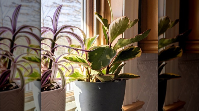 Peperomia Ginny on a window seal