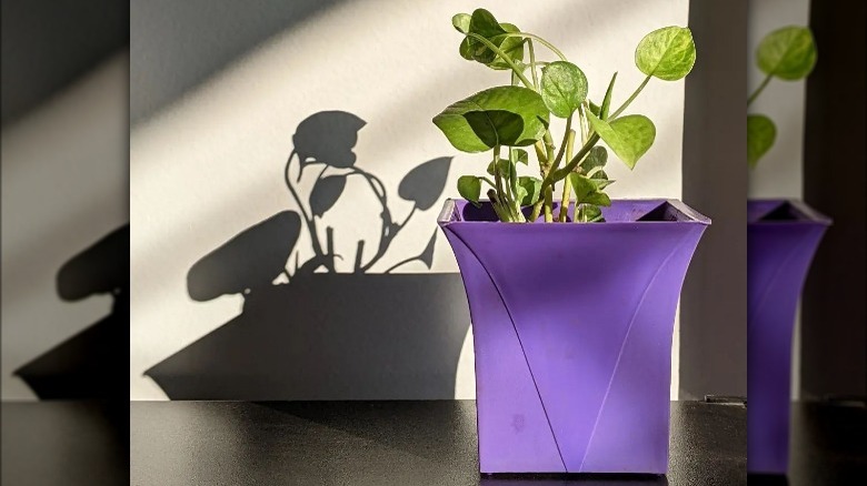 Pothos plant in purple pot