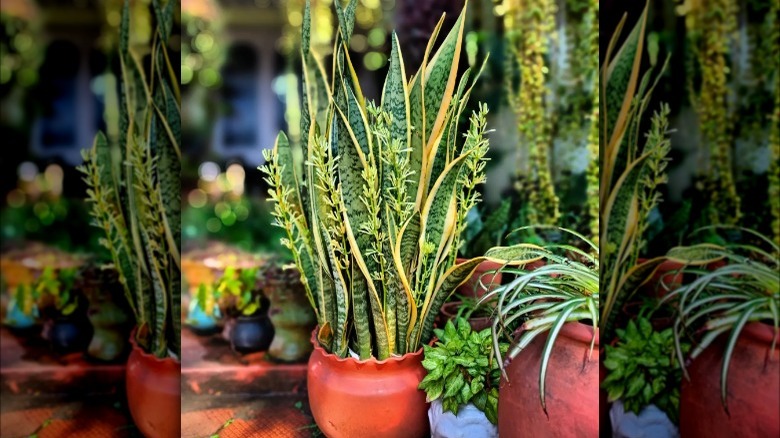 Snake Plant potted around other plants