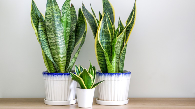 snake plant