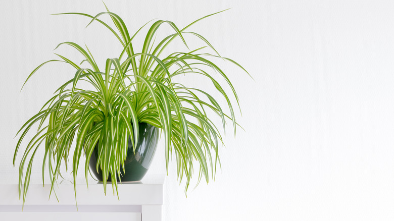 a spider plant on a counter