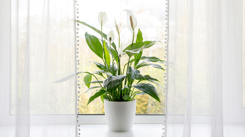 A peace lily in the window