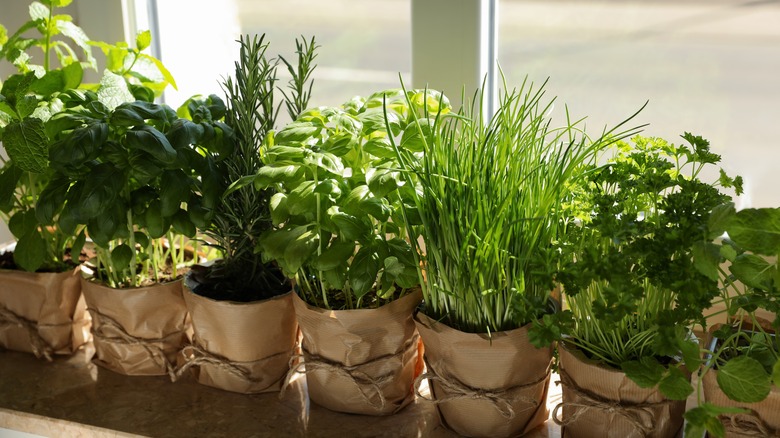 Herbs on a windowsill