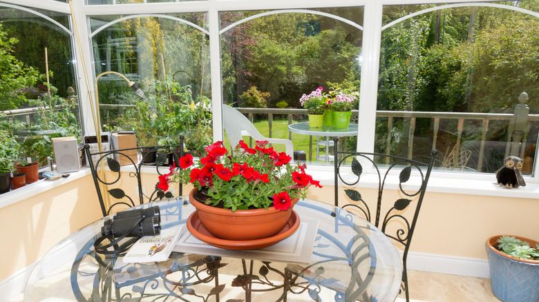 Hibiscus centerpiece on sunroom table