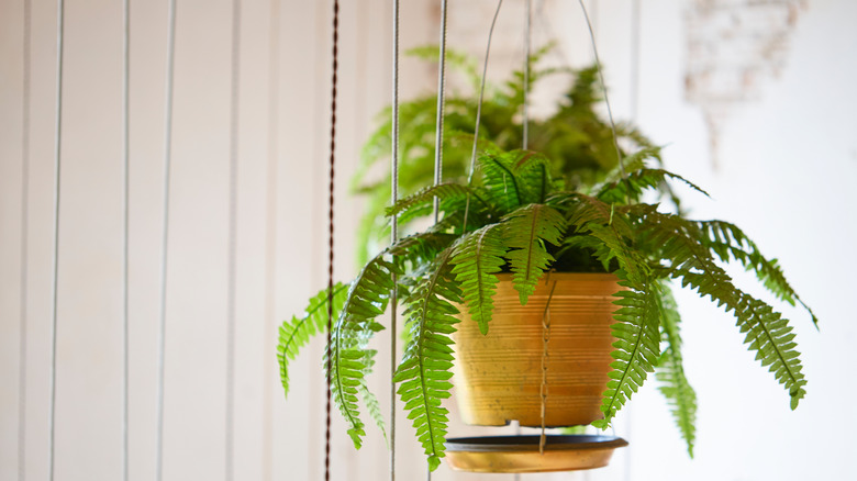 Hanging Boston fern