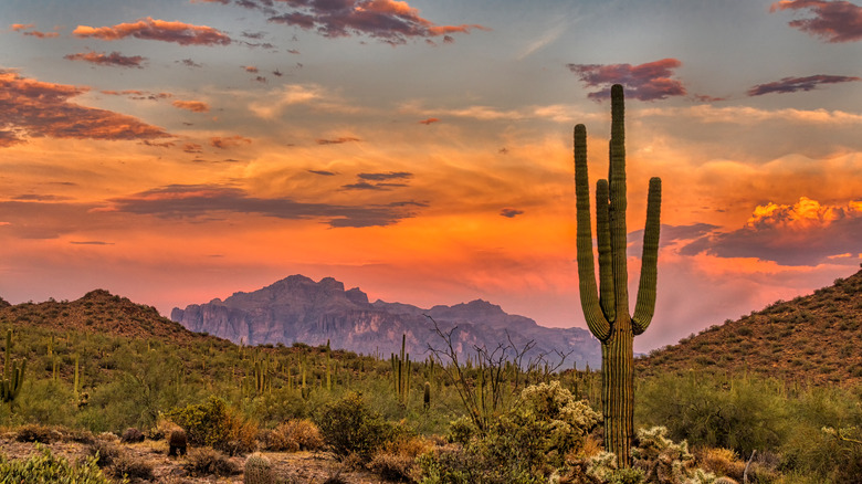 Sunset over Sonoran Desert