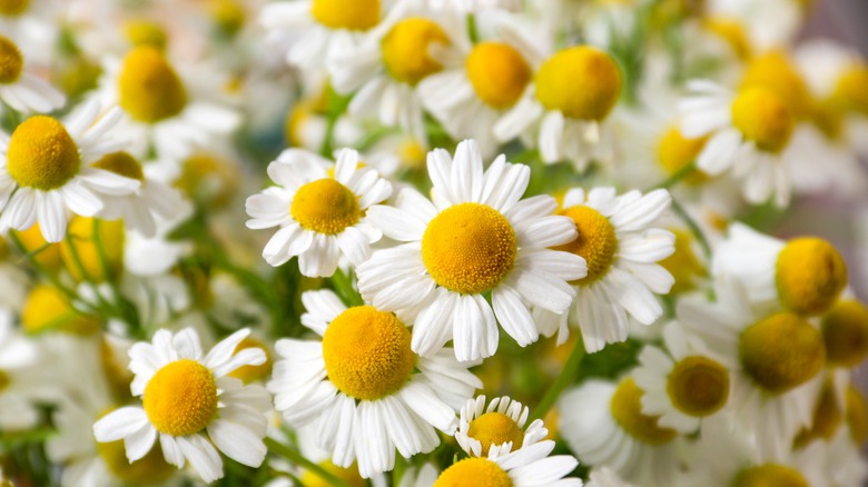 Chamomile flowers in bloom