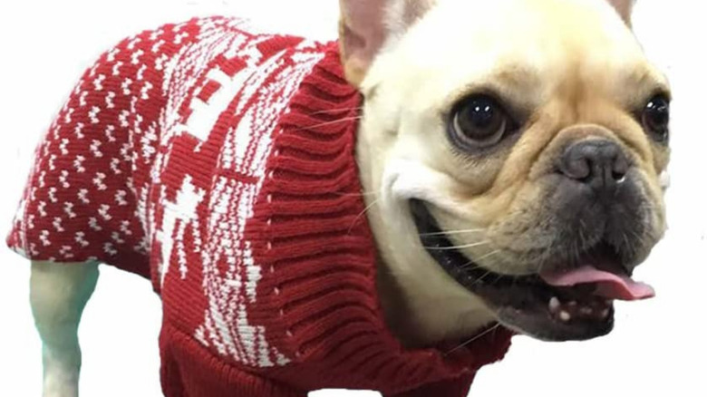 dog wearing red holiday pet sweater from Amazon