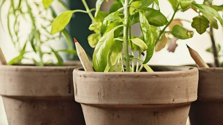 Sprout plantable pencil in soil 