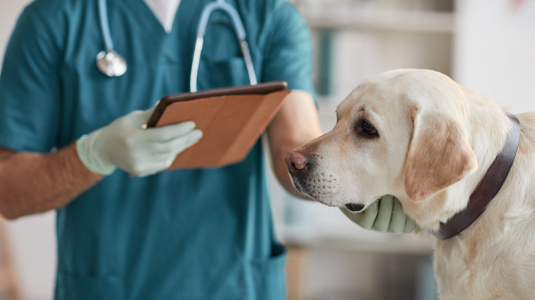 Dog at vet 