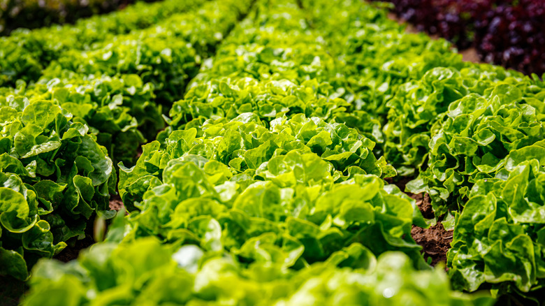 Rows of green leaf lettuce