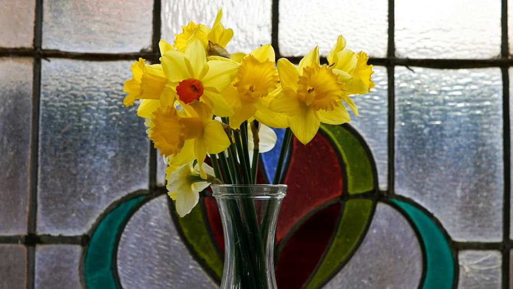 Daffodils in a vase 