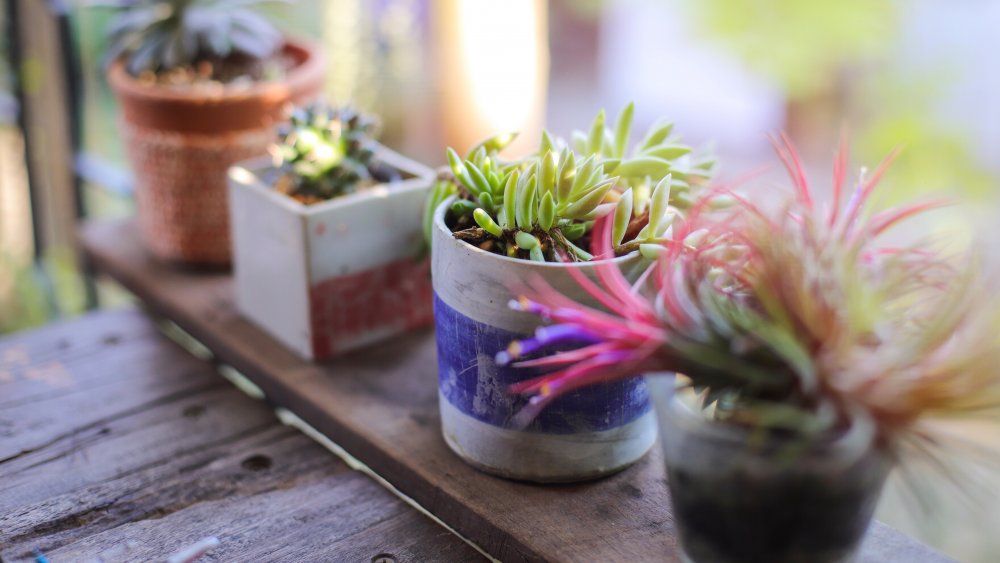 Indoor plants outside