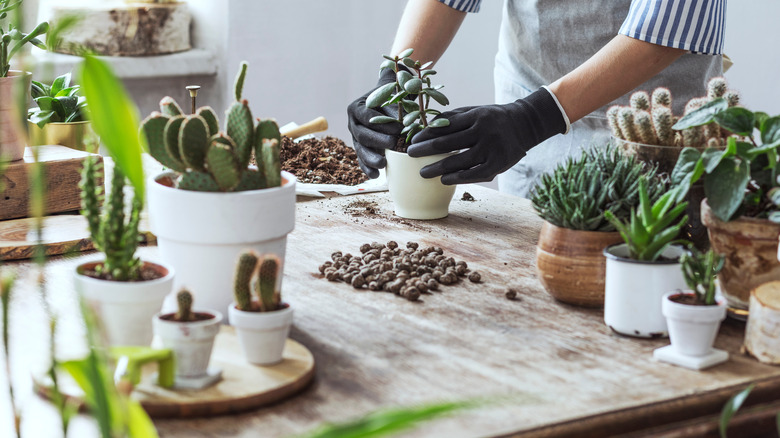 Woman planting succulents on wooden surface