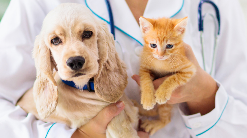 Puppy and kitten being held by a vet