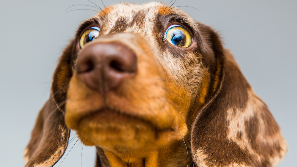 Dachshund looking surprised