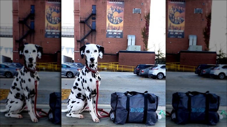 Tuesday the dog poses in front of a Chicago Fire poster