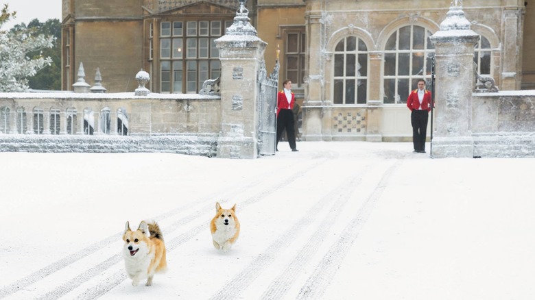 Corgis Running in front of a British building