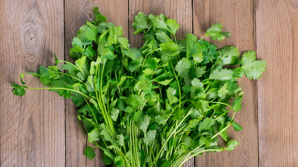 Cilantro