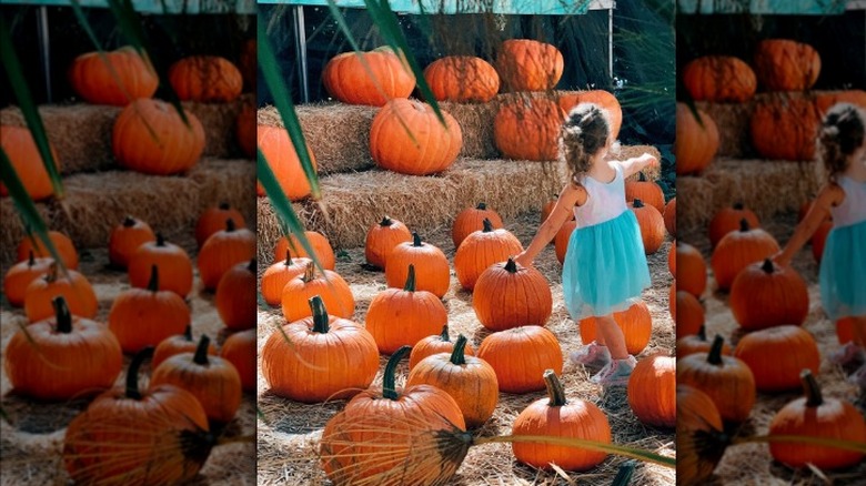 Felicty Vuolo pumpkin patch