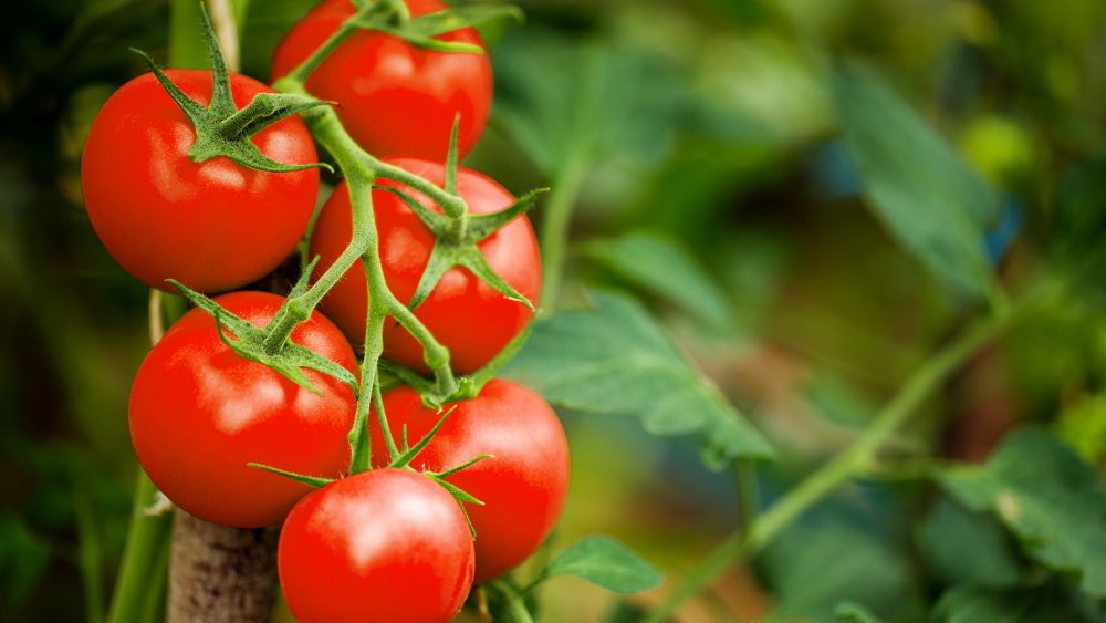 fresh tomatoes