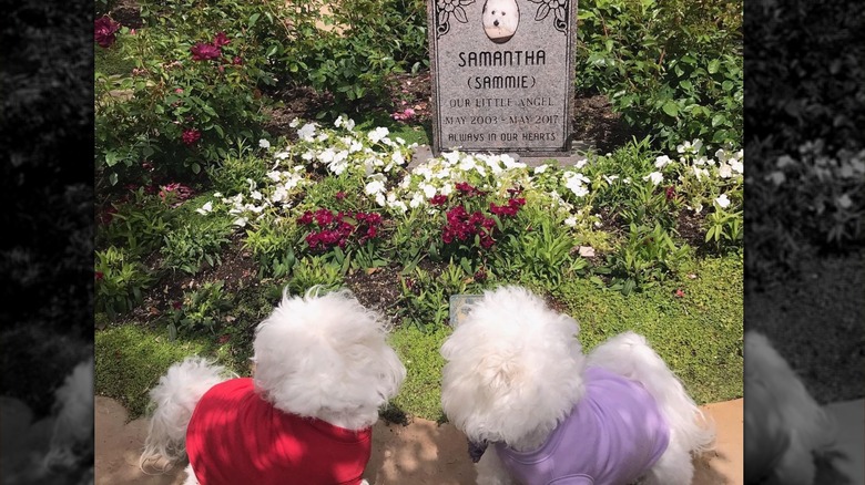 Barbra Streisand's dogs at Samantha's grave 