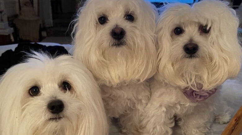 Barbra Streisand's three dogs on her bed 