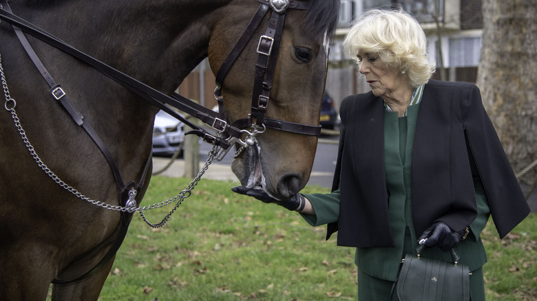 Camilla, Queen Consort feeding horse during royal visit 