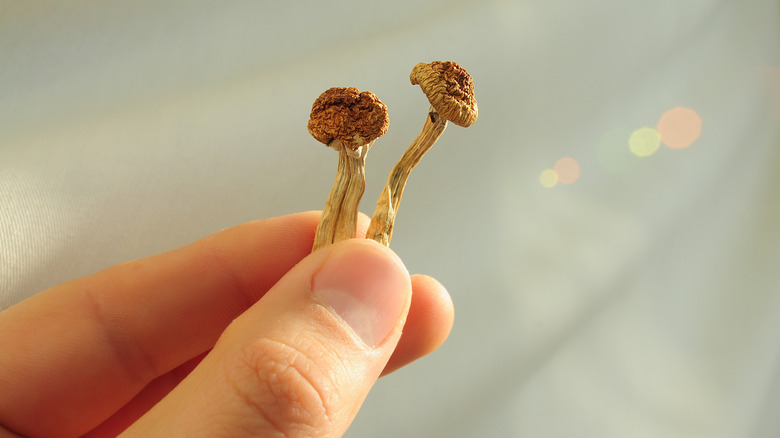 hand holding mushrooms