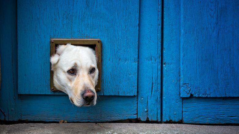 Dog stuck in a cat door