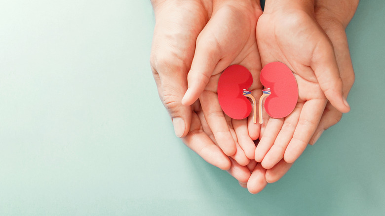 Hands holding a kidney cutout 