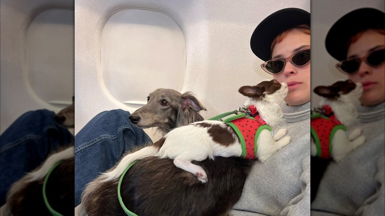 Tallulah Willis sitting with dogs on a private plane