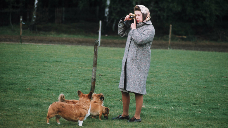 Queen Elizabeth with corgis 