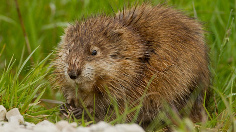 Muskrat in grass