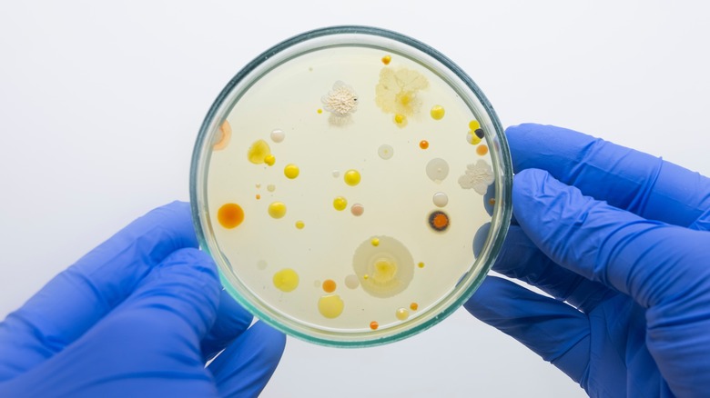 Gloved hands holding Petri dish 