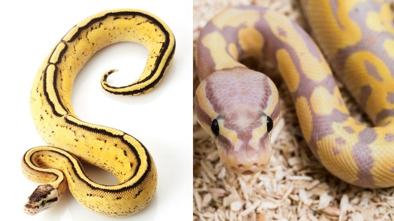 Two photos of the Pastel Butter Stripe Ball Python and the Lavender Albino Ball Python