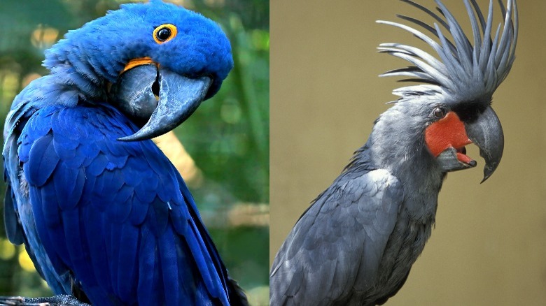 Two photos of the Hyacinth Macaw and Palm Cockatoo birds