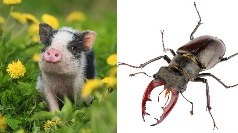 Two photos of the micro pig and the stag beetle 