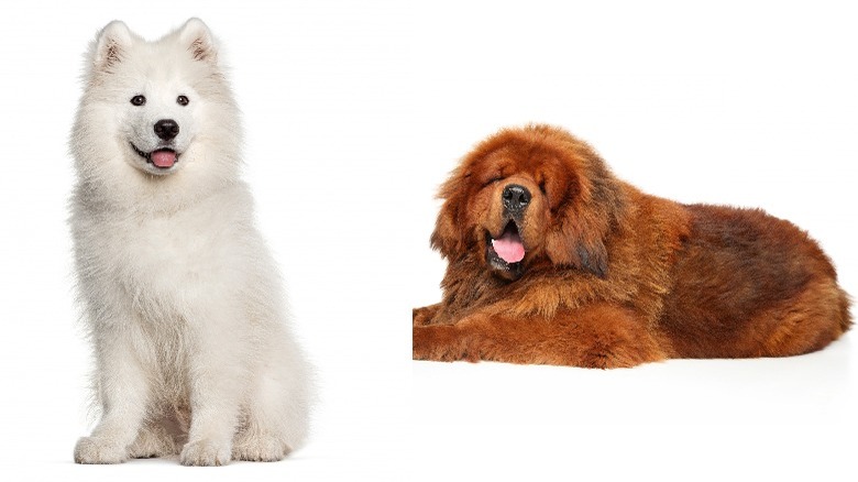 Two photos of a white Samoyed dog and the Red Pure Bred Tibetan Mastiff
