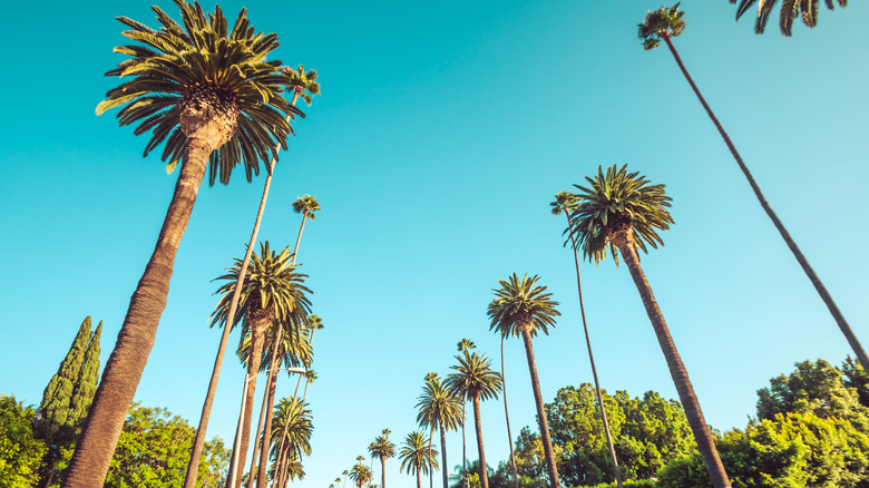 palm trees on rodeo drive