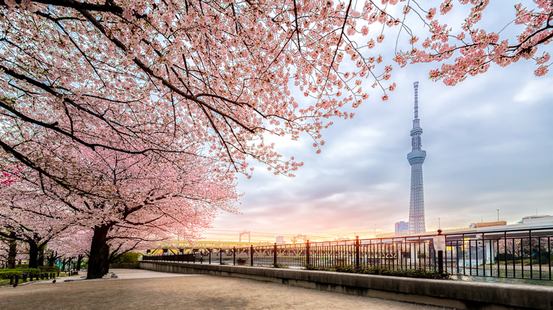 Cherry blossoms in Tokyo