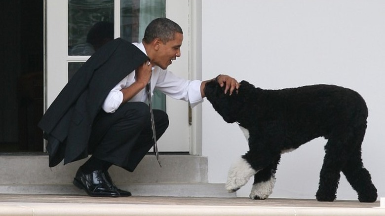 First dog Bo with Obama