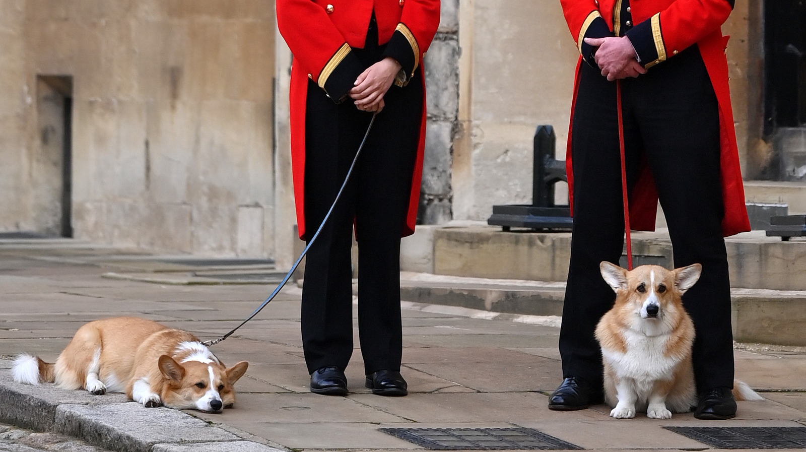 The Queen's Corgis Made Quite The Show At Her Funeral